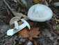 Nagy döggomba (Entoloma sinuatum), Budai-hegység